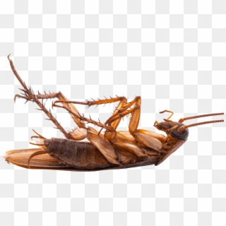 Cockroach, HD Png Download