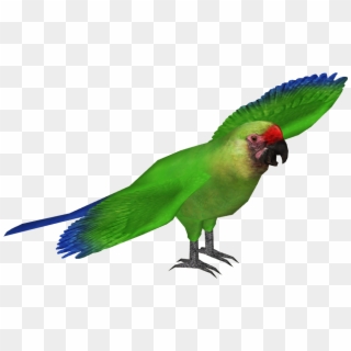 Macaw Transparent Background Png - Military Macaw Png, Png Download