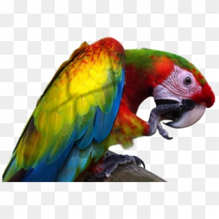 Macaw Png Image With Transparent Background - Giant Macaw, Png Download
