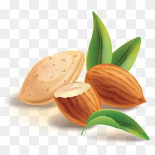 Realistic Nuts Png And - Almond Png, Transparent Png