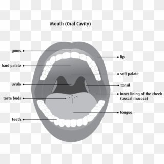 Diagram Of The Mouth - Lining Of Oral Cavity, HD Png Download