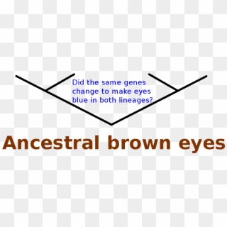 Ancestral Brown Eyes - T Shirt Clip Art, HD Png Download