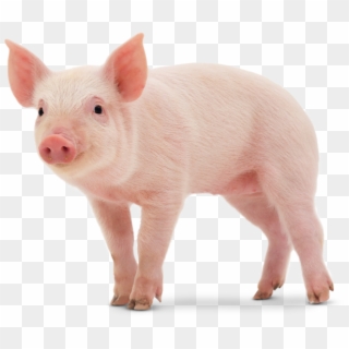 Cute Pig Png - Imagenes De Un Cerdo, Transparent Png