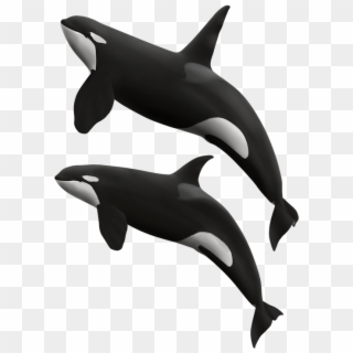 Killer Whales - Killer Whale, HD Png Download