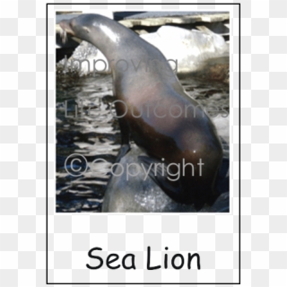 California Sea Lion, HD Png Download