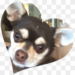 Nala - Chihuahua, HD Png Download