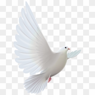 #mq #white #dove #bird #birds - Rose For Someone In Heaven, HD Png Download