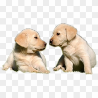 Labrador Puppy Pet Hunting Little Brown - 拉 不 拉 多 犬, HD Png Download