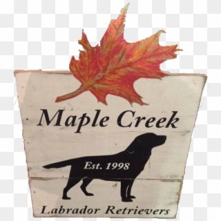Welcome To Maple Creek Labrador Retrievers - Maple Leaf, HD Png Download
