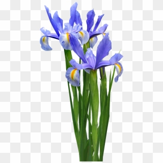 Dutch Iris Plant Bulb - Iris Versicolor Png, Transparent Png