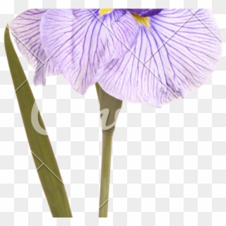 Flower, Stem And Leaf Of A Japanese Iris Photos By - Crocus, HD Png Download