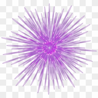 Spectacular Firework Purple Transparent Image - Sea Urchin, HD Png Download