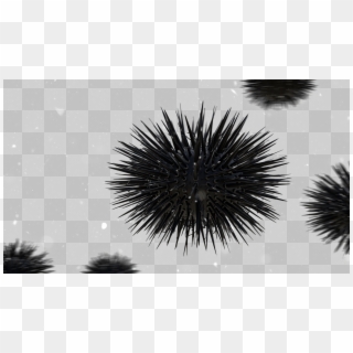 Urchinvfx Homepagebg - Sea Urchin, HD Png Download