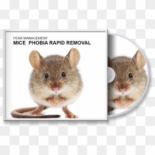 Mice Phobia Rapid Removal - Domesticated Vs Wild Rat, HD Png Download