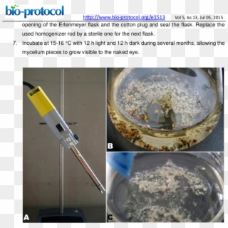 Accelerating Fungal Growth By Homogenization Of The - Grow Mycelium In The Dark, HD Png Download