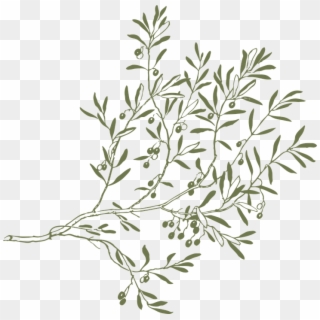 Olive Tree Branch Png, Transparent Png