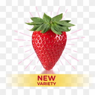Queen Of Strawberries - Strawberry, HD Png Download