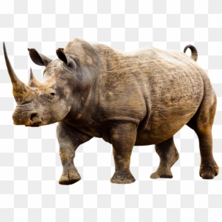 Animales Png - Rhino Sexy, Transparent Png