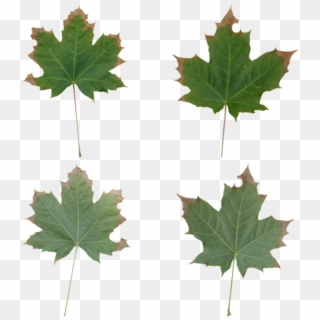 Leaves Maple - Maple Leaf, HD Png Download