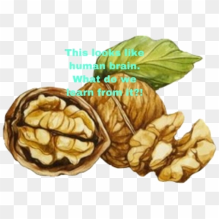 #walnuts #brain #healthy #freetoedit - Обработка Акварели В Фотошопе, HD Png Download