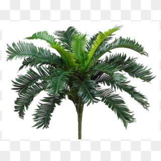 22 Cycas Palm Bush X20 - Palmbush Png, Transparent Png