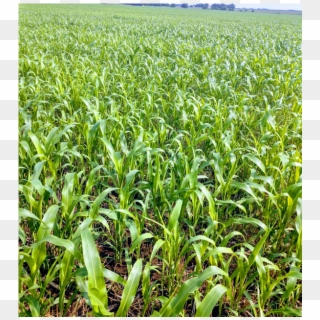 Bmr Grazing Corn Planted After Wheat - Cash Crop, HD Png Download