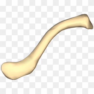 Right Clavicle, HD Png Download