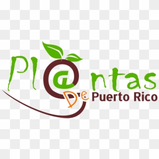 Plantas - Plantas De Sol En Puerto Rico, HD Png Download