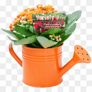 Gift Card Watering Can - Kalanchoe Flor, HD Png Download