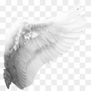 #angle's Wings - Angel Wings Side Png, Transparent Png