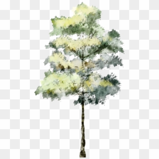 Evergreen Branch Png - Architecture Tree For Render, Transparent Png