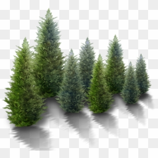 In Botany, An Evergreen Plant Grows Leaves Throughout - Free Snowy Trees Png, Transparent Png