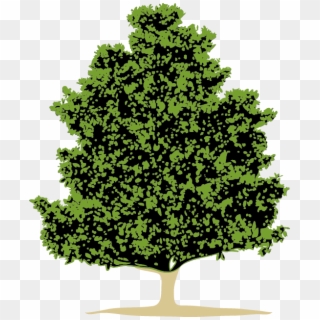The Evergreen Magnolia Is Our Company Logo-the Evergreen - Bald Cypress Png, Transparent Png