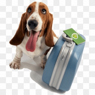 Hotel Para Cães E Gatos - Doggy Day School, HD Png Download