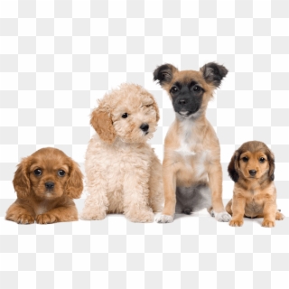 Planes De Salud Para Cachorros - 4 Dogs White Background, HD Png Download