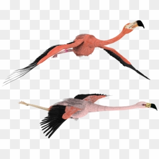 3d Flamingo Clipart - Transparent Flying Flamingos, HD Png Download