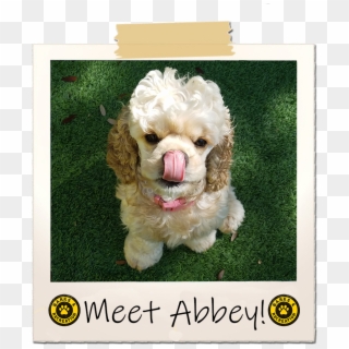 Share This Image - Poodle, HD Png Download
