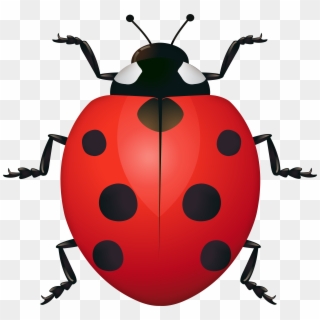 Ladybug Clipart Image, HD Png Download
