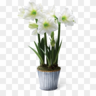 18c03a Galv Amaryllis - Narcissus, HD Png Download