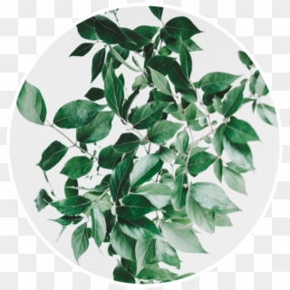 #leaf #green #plant #verde #planta #hoja #circle #circulo - Quotes For Plant Lovers, HD Png Download