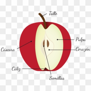 Anatomía De La Manzana - Calyx And Corolla Apple, HD Png Download
