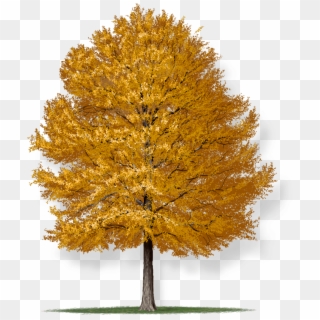 Expand Image - Willow Oak Tree, HD Png Download