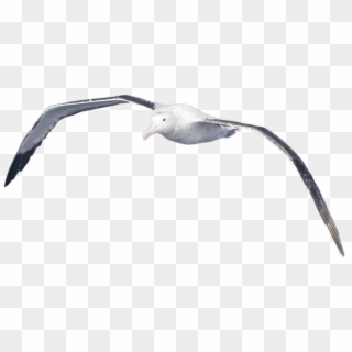 Albatross Png Image - Western Gull, Transparent Png