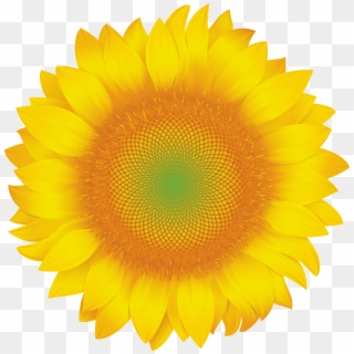 Sunflower Clip Art Png Image - St Margarets Hospice, Transparent Png