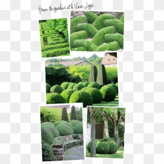 Topiary Magic Revealed - Hedge, HD Png Download