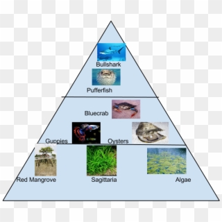 Food Pyramid - Bull Shark Food Pyramid, HD Png Download