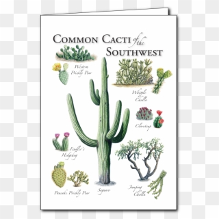 Cacti Of The Southwest Regional Card - San Pedro Cactus, HD Png Download