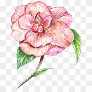 Camellia Flower Drawing - Drawing, HD Png Download