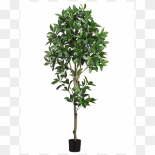 5' Shikiba Topiary Tree In Pot Green - Topiary Tree Pot Png, Transparent Png