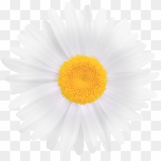 White Daisy Flower Png Clipart Image - Sunflower Guest Book Wedding, Transparent Png